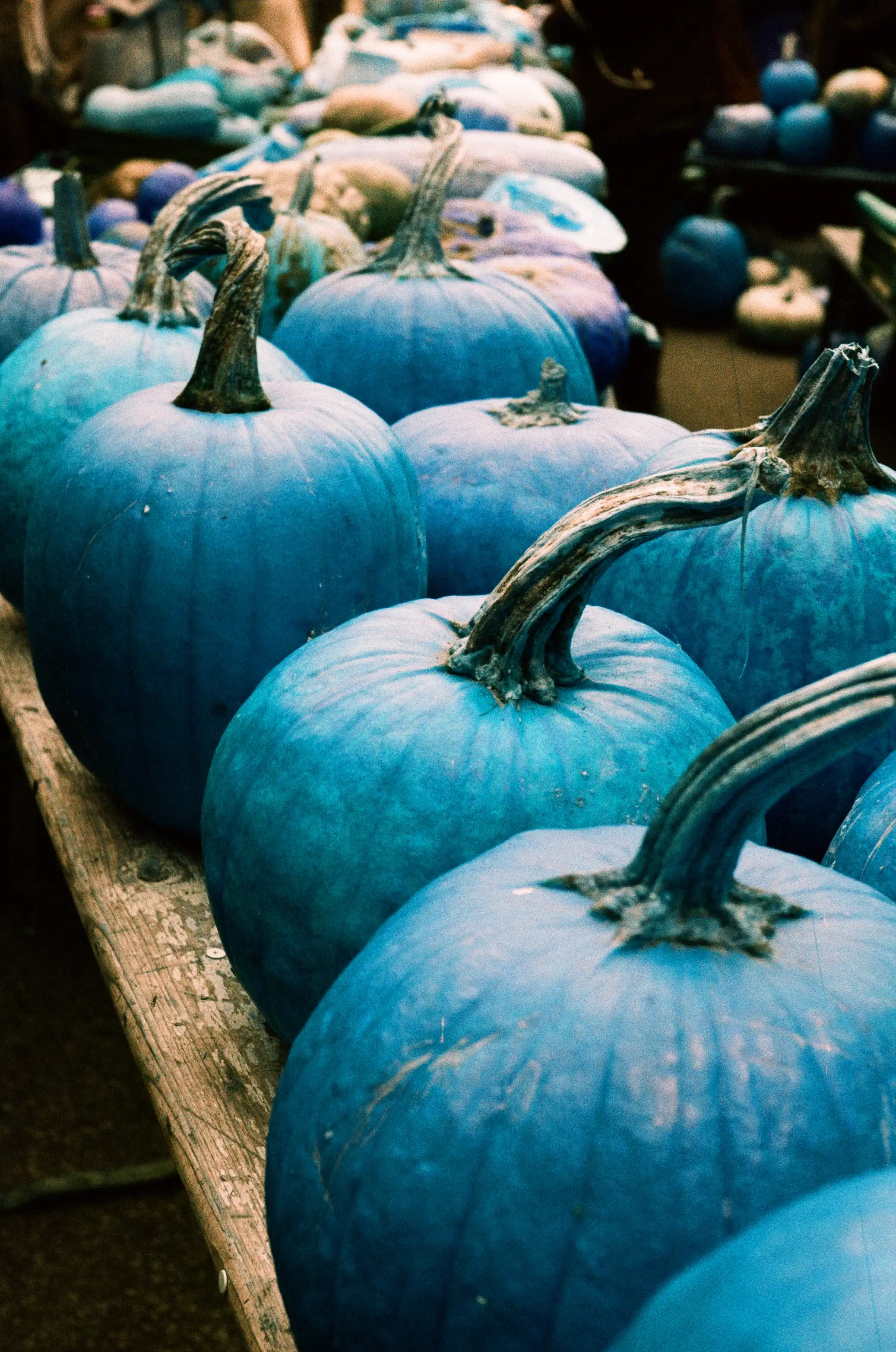 Blue pumpkins